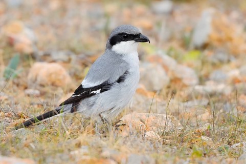 Great Grey Shrike (Lanius excubitor koenigi), Fuerteventura, Canary Islands, Spain