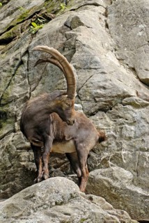 Capricorn, Captive