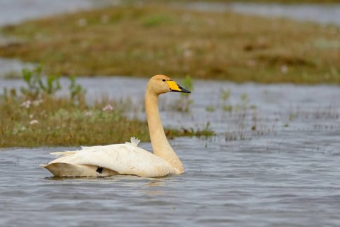 A whooper swan (Cygnus cygnus) swimming in its breeding grounds. Iceland