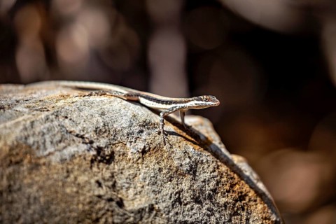 A lizard basking on a textured rock, with a bokeh-style background, a small skink in the Caatinga