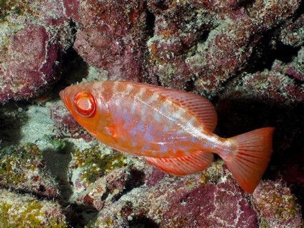A fish with red colouring and markings, the Atlantic big-eyed grouper (Priacanthus arenatus), also