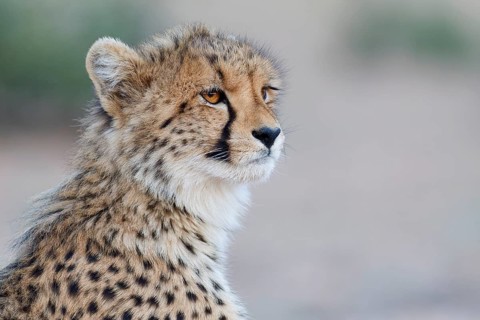 Cheetah (Acinonyx jubatus), young, sitting and looking around, alert, evening light, animal