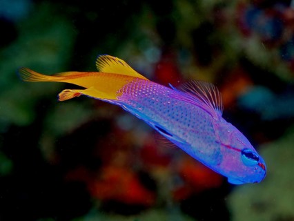 Purple and yellow king fairy basslet (Gramma loreto), fairy basslet, photographed in a coral reef,