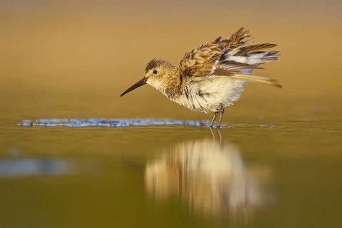 Dunlin (Calidris alpina) foraging, North Rhine-Westphalia, Germany