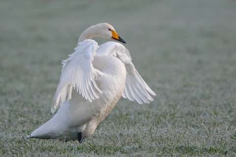 Whooper Swan (Cygnus cygnus) flapping wings, North Rhine-Westphalia, Germany