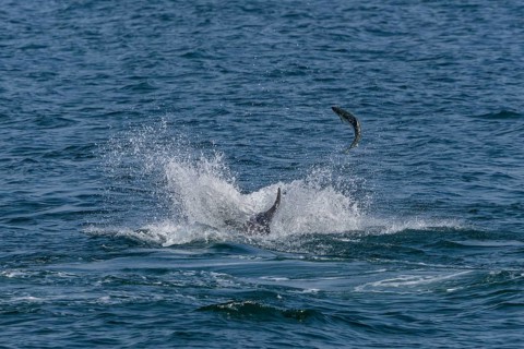 An Atlantic salmon (Salmo salar) attempts to escape a bottlenose dolphin (Tursiops truncatus) by