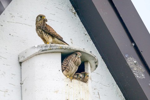 Falco tinnunculus, Common Kestrel, kestrel, adult bird, bird, brood, adult, falcon, falconiformes,