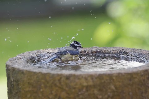 Blue Tit (Cyanistes caeruleus), bird bath, bathing, water droplets