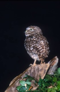 Athena Noctua, Little Owl, Little Owl, Birds, Owls, High Size, Portrait, Owls, Strigiformes, Birds