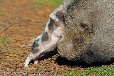 Pot-bellied pig (Sus scrofa domestica), Vietnamese pot-bellied pig, young pig, Haltern, North