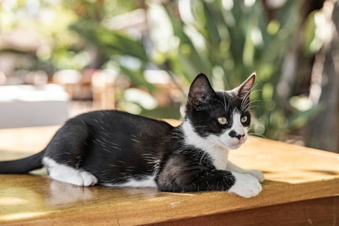 A small black and white kitten rests on a wooden table in a garden setting. The background features