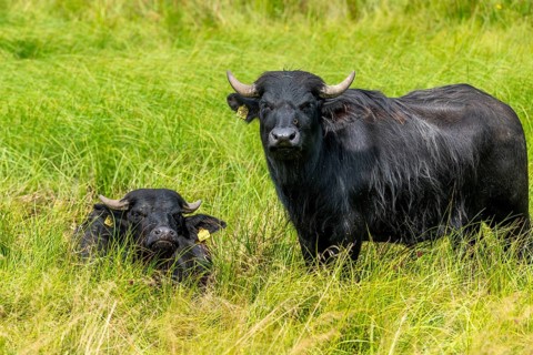 Bavaria, Bubalus Arnee, Even-töd Ungulate, Upper Palatinate, Paarhufer, Tirschenreuth, Waldnaab,