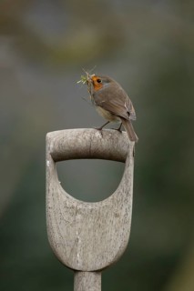 European robin (Erithacus rubecula) adult garden bird with nest material in its beak on a fork