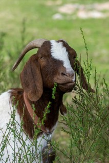 Artiodactyla, Boer goat, Capra aegagrus hircus sspec.1, even-toed ungulate, cloven-hoofed,