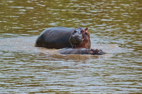 An adult hippopotamus swims protectively with its calf in a river, hippopotamus (Hippopotamus