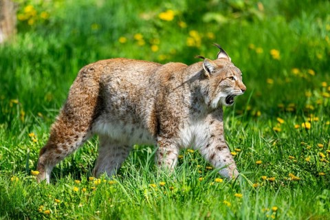 Eurasian lynx (Lynx lynx), walking on a meadow, Bavaria, Germany