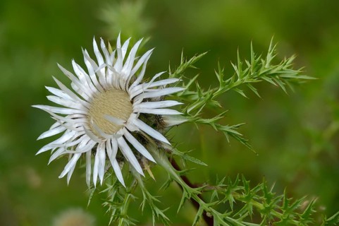 Asteraceae, carlina acaulis, boar root, daisy carline thistle, flora, plants, plants, silver