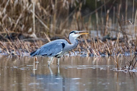Grey heron (Ardea cinerea) Germany