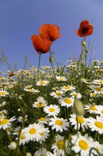 Flower, plant, poppy, corn poppy, (Papaver rhoeas), poppy flower, poppy flowers, corn rose,