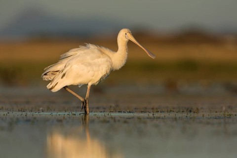 Yellow-billed Spoonbill (Platalea flavipes) foraging, Victoria, Australia