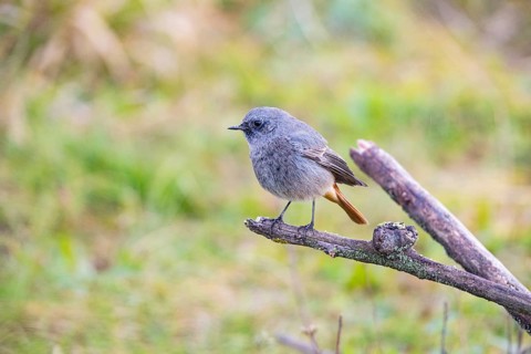 Redtail (Phoenicurus ochruros) Germany