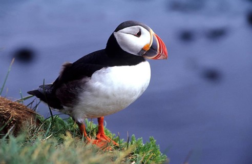 Puffin, Iceland, Latrabjarg, Westfjord, Puffin, Iceland, Latrabjarg, Westfjords. e