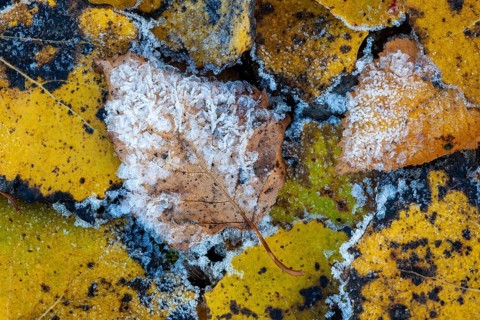 Birch leaf in hoarfrost, Goldenstedt, Lower Saxony, Germany