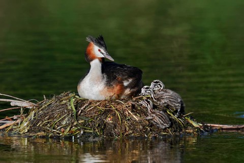 A great crested grebe (Podiceps cristatus) sits on its nest with its chick whilst incubating the