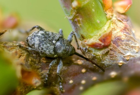 Curculio villosus, oak gall weevil, beetle, coleoptera, insects, beetles