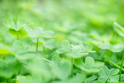 A close-up view of lush green clover leaves in a natural setting. The vibrant greenery creates a