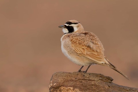 Temminck's Horned Lark - Saharaohrenlerche - Eremophila bilopha, Morocco