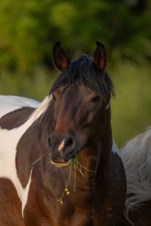 A brown horse with a white spot is standing in a field on a sunny day. He eats grass as he looks