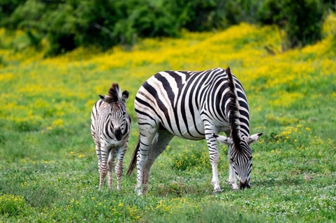 Burchell's zebra (Equus quagga burchelli) with foal standing in a flower meadow, Addo Elephant