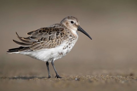 Dunlin (Calidris alpina) foraging, Mecklenburg-Western Pomerania, Germany