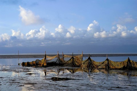 Fishing nets, Wadden Sea, Texel, Netherlands, August 2006, Texel, Netherlands