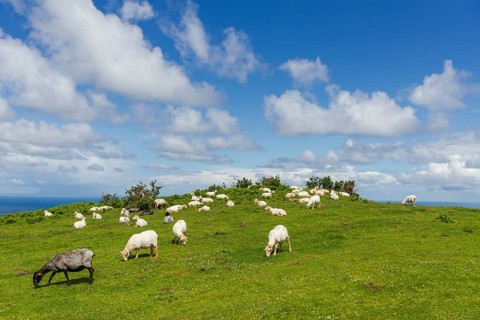 Sheep in green pasture at Pico Jaizkibel near Hondarribia on the Atlantic border between France and