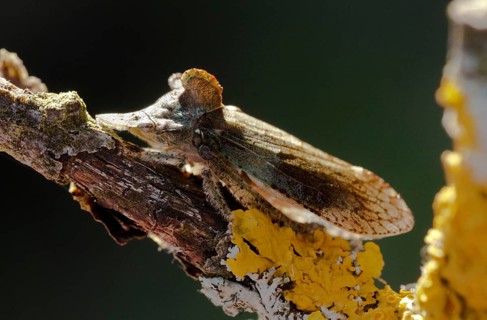 Auchenorrhyncha, cicadellidae, cicadomorpha, common ear cicada, hemiptera, horned leaf hopper,