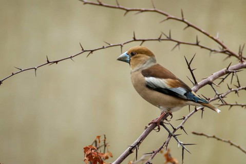 Coccothraustes Coccothraustes, Hawfinch, Heartbiters, Birds, Passeri, Songbirds, Birds