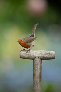 European robin (Erithacus rubecula) adult garden bird on a fork handle, England, United Kingdom