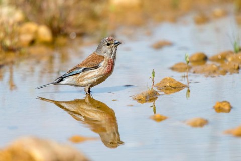 Acanthis cannabina, bloodtail, linaria cannabina, linnet, bath, bird bath, birds, hanfling, male,