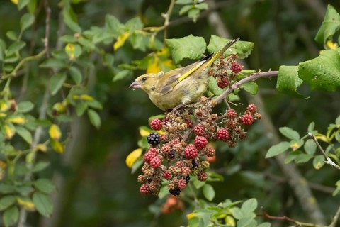 Greenfinch (Chloris chloris) adult bird on blackberries fruit in a hedgerow in summer, England,
