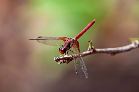 A dragonfly with a red body on a twig against a blurred green background, a red fire dragonfly in