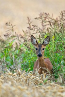 A female roe deer (Capreolus capreolus) in a wheat field, Vechta, Lower Saxony, Germany