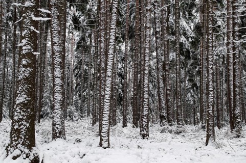 Tree, trees, coniferous forest, snow, tree, forest, winter, wood