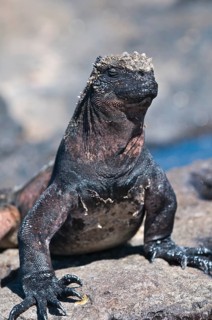 Marine iguana (Amblyrhynchus cristatus), Port Egas (James Bay), Isla Santiago (Santiago Island),