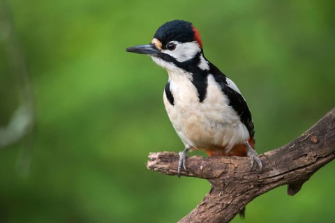 Great spotted woodpecker, Dendrocopos major, birds, piciforms, woodpeckers, birds, woodpecker