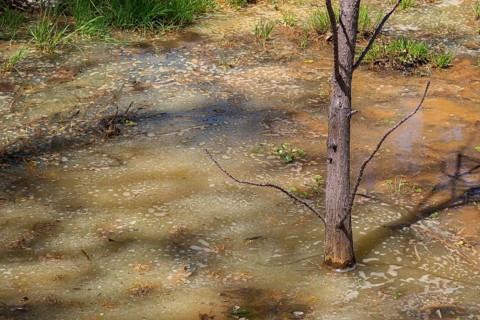 Deciduous tree trunk standing in several centimetres of contaminated flood water on grass lawn