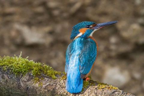 Kingfisher (Alcedo atthis) female, sitting room, Germany, Mecklenburg-Western Pomerania, Feldberger