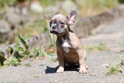 Cute young blue sable French Bulldog puppy sitting outdoors in sunlight