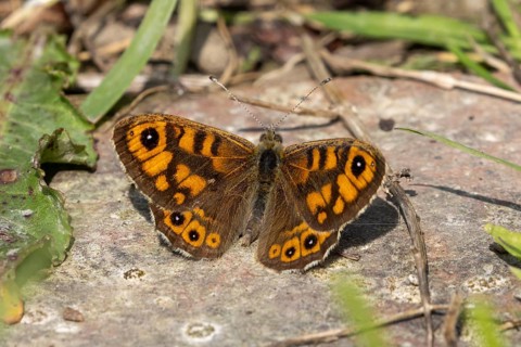 Wall butterfly (Lasiommata megera) with orange wings warming up on bricks during springtime in